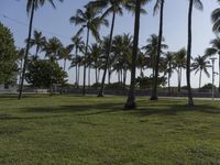 Florida Suburban Park: An Open Space with Grass and Trees