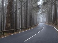 Foggy Forest Road Landscape - Spain 001