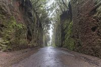 Foggy Forest Road in Spain