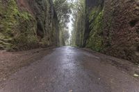 Foggy Forest Road in Spain