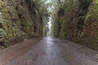 Foggy Forest Road in Spain