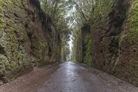 Foggy Forest Road in Spain