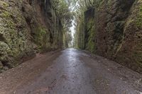 Foggy Forest Road in Spain