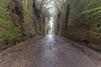 Foggy Forest Road in Spain