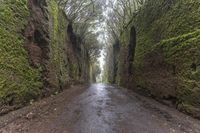 Foggy Forest Road in Spain