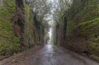 Foggy Forest Road in Spain