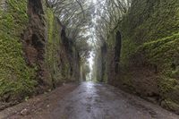 Foggy Forest Road in Spain