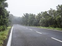 Foggy Forest Road in Spain, Tenerife