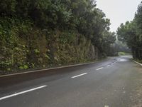 Foggy Forest Road in Tenerife, Spain