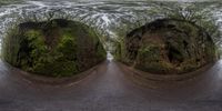 a photo with the trees as an example of 3d graphics, two fisheyes, and a puddle of water