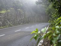 Foggy Forest in Tenerife, Spain