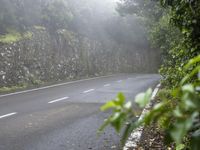 Foggy Forest in Tenerife, Spain