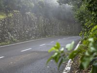 Foggy Forest in Tenerife, Spain