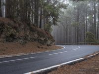 a paved road winds its way through pine and forest area with a winding road sign