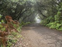 a pathway is covered in tree - lined, foggy vegetation and fogy greenery