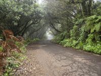 a pathway is covered in tree - lined, foggy vegetation and fogy greenery