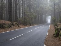 a car traveling down a foggy road between trees in a forest on a misty day