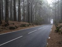 a car traveling down a foggy road between trees in a forest on a misty day