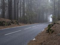 a car traveling down a foggy road between trees in a forest on a misty day