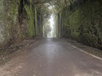 Foggy Road in Tenerife, Spain Forest