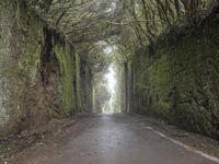 Foggy Road in Tenerife, Spain Forest