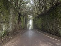 Foggy Road in Tenerife, Spain Forest 003