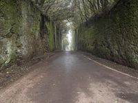 Foggy Road in Tenerife, Spain Forest 004