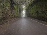 Foggy Road in Tenerife, Spain Forest