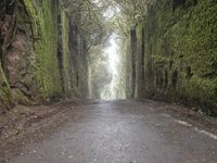 Foggy Road in Tenerife, Spain Forest 006