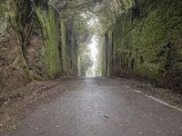 Foggy Road in Tenerife, Spain Forest