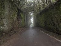 road through the foggy and tree lined walls along the side of the mountain side