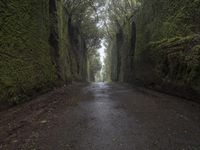 road through the foggy and tree lined walls along the side of the mountain side