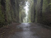 road through the foggy and tree lined walls along the side of the mountain side