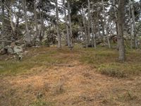 a dirt and grass area near some trees and rocks and a bench with people in the woods