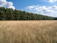 Forest Gravel Road in Berlin