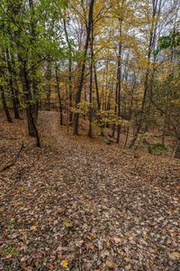 an image of the ground in the forest that has fallen leaves on it and one is looking into the camera