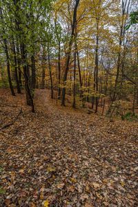 an image of the ground in the forest that has fallen leaves on it and one is looking into the camera