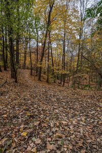 an image of the ground in the forest that has fallen leaves on it and one is looking into the camera