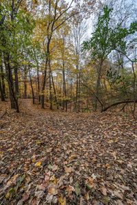 an image of the ground in the forest that has fallen leaves on it and one is looking into the camera