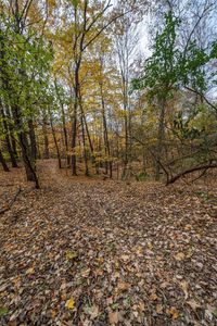 an image of the ground in the forest that has fallen leaves on it and one is looking into the camera