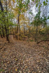 an image of the ground in the forest that has fallen leaves on it and one is looking into the camera