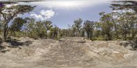 a panorama of trees in the middle of dirt area, with a rock mound and tree line in the background