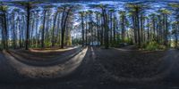 a fish eye lens is showing an image of a forest with lots of trees and bushes