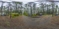 three cars parked in a forest surrounded by trees and a dirt area with a gravel path