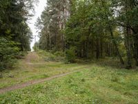 a dirt road winding through the middle of a forest covered in tall trees and foliage