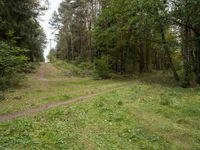 a dirt road winding through the middle of a forest covered in tall trees and foliage