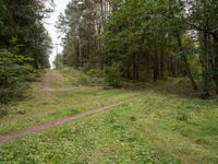 a dirt road winding through the middle of a forest covered in tall trees and foliage