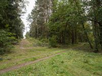 a dirt road winding through the middle of a forest covered in tall trees and foliage