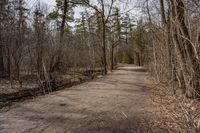 Forest Road in Ontario, Canada