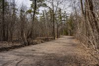 Forest Road in Ontario, Canada